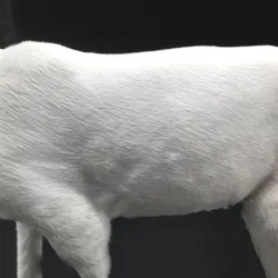 Christmas decoration - white reindeer - deerChristmas