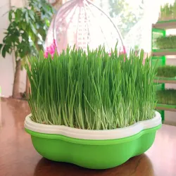 Plant germination tray - portable - moisture proof - plastic planting boxGarden