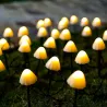 Solar string light - LED - with sticks - waterproof - mushrooms shapedSolar lighting