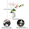Decorative fridge magnets - table / desktop decoration - cactus - orchidFridge magnets